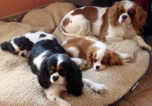 King Cavalier Spaniel Puppies For Sale in Ontario