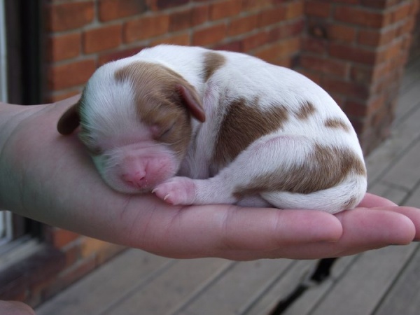 Cavalier puppy 5-2011  |  500