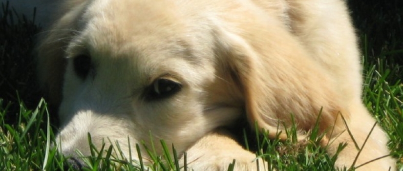 Golden puppy 7-2010  |  500