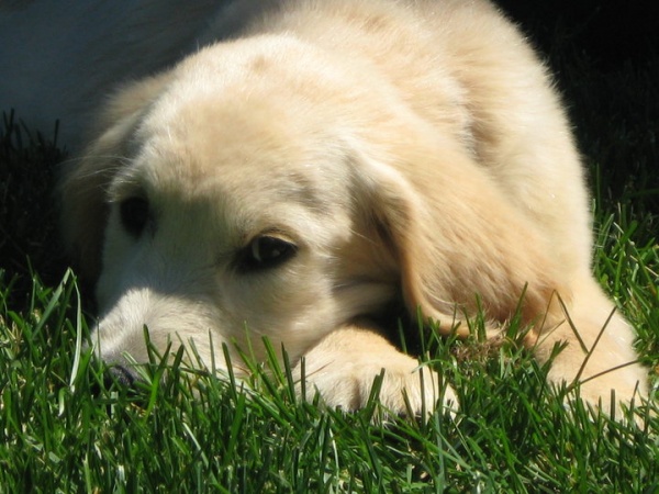 Golden puppy 7-2010  |  500